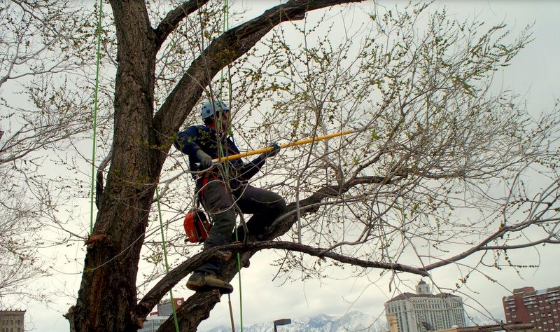 Arborist pruning an elm