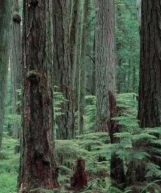 Redwood forest