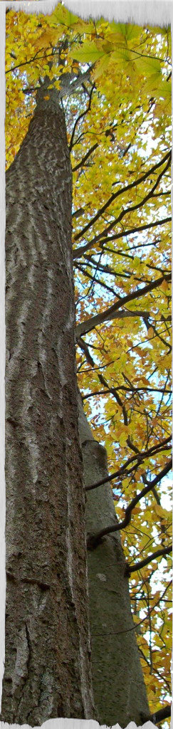 Tree in fall colour